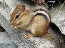 The Cottages of Lynchburg