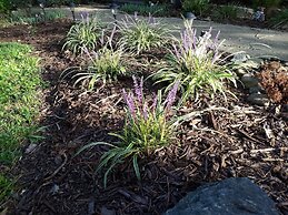 The Cottages of Lynchburg