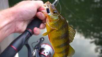 The Cottages of Lynchburg