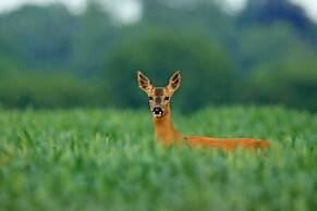 The Cottages of Lynchburg