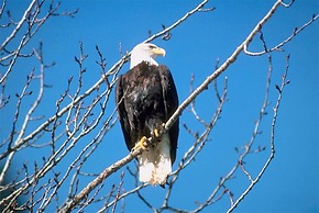 The Cottages of Lynchburg