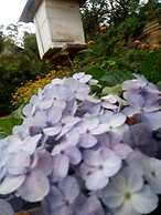 Adisham Village Home