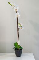 Tranquility Chill at Palm Cove