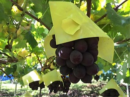 Petit Hotel Paddington House