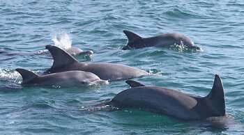 Paraiso do Ouro Resort