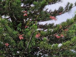 Habitation Villa Les Cassias