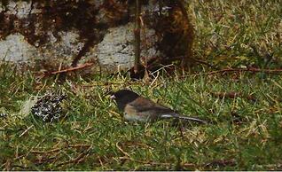 Packwood Ski & Vacation Getaway