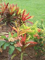 Indah Homestay and Cooking Classes