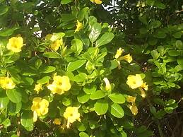 Tropical Breeze Apartments