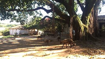 Fazenda Cana Verde