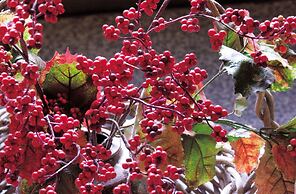 Yama no Yado Shimofujiya