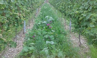 Weingut & Gästehaus Kaufmann-Schneider