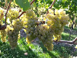 Weingut & Gästehaus Kaufmann-Schneider