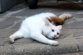 Cozy Apartment with Roof Terrace