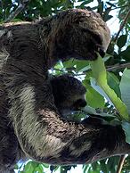 Alta Vista Amazon Lodge