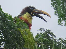 Alta Vista Amazon Lodge