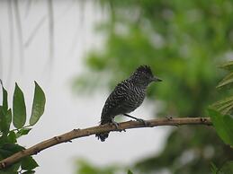 Alta Vista Amazon Lodge