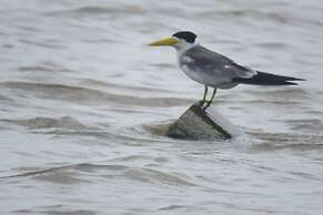 Alta Vista Amazon Lodge