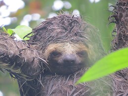 Alta Vista Amazon Lodge