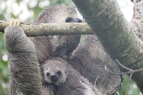 Alta Vista Amazon Lodge