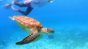 Hotel Hibiscus - Hostel