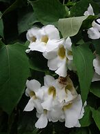 Hotel Star White Negombo