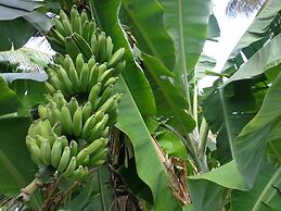 Hotel Star White Negombo