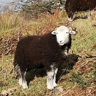 Pheasant Lodge Scottish Borders