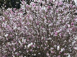 Yadomaru Mine Non Smoking