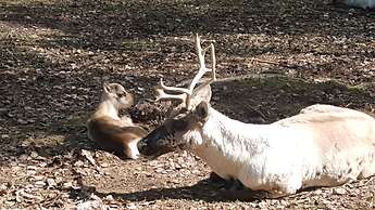 Enjoy your stay in Ranua