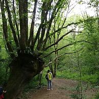 Les Chenêts