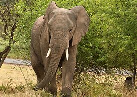 iKhaya LamaDube Game Lodge