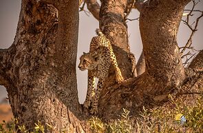 iKhaya LamaDube Game Lodge