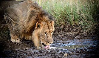iKhaya LamaDube Game Lodge