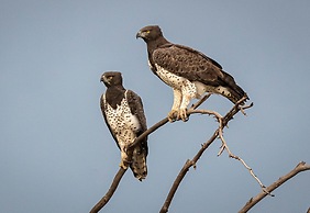 iKhaya LamaDube Game Lodge