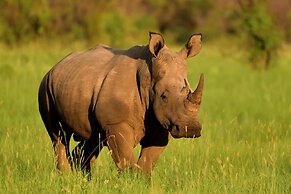 iKhaya LamaDube Game Lodge