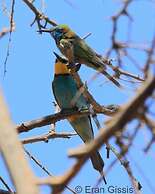 Jordan Valley Birding Lodge