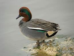 Jordan Valley Birding Lodge