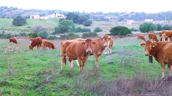 Comino Alto Agriturismo e  Appartamenti