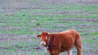 Comino Alto Agriturismo e  Appartamenti