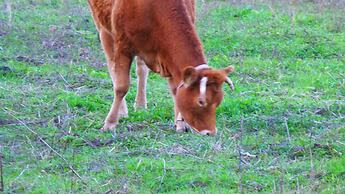 Comino Alto Agriturismo e  Appartamenti