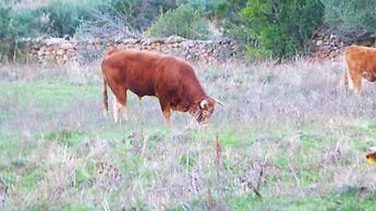 Comino Alto Agriturismo e  Appartamenti
