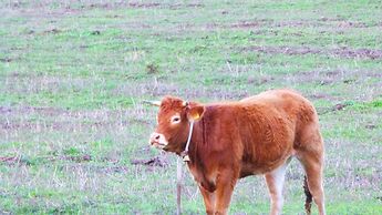 Comino Alto Agriturismo e  Appartamenti