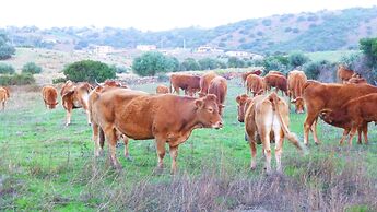 Comino Alto Agriturismo e  Appartamenti