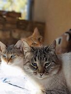 Le Chat Blanc