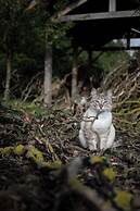 Le Chat Blanc