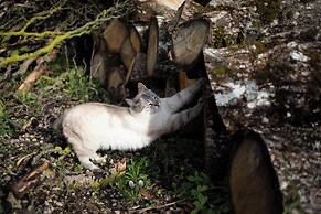 Le Chat Blanc