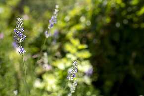 To Stefani tis Makrinas