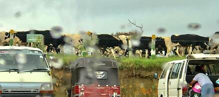 Nuwara Eliya Redrock Guest