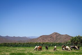 Green Olive Guesthouse